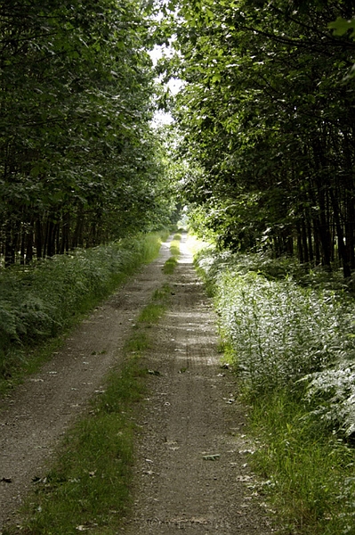 Allee du bois.jpg